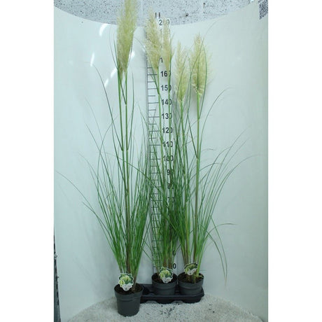 Iarba de Pampas (Cortaderia) Pumila, iarba ornamentala decorativa cu spice albe