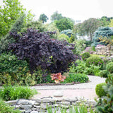 Alun Rosu Red Majestic (Corylus avellana), arbust decorativ si fructifer, frunze rosu-purpurii, alune comestibile cu gust dulce, an 2 pe rod