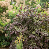 Alun Rosu Red Majestic (Corylus avellana), arbust decorativ si fructifer, frunze rosu-purpurii, alune comestibile cu gust dulce, an 2 pe rod