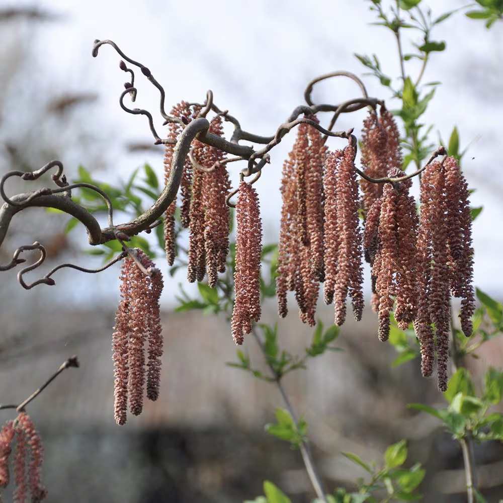 Alun Rosu Red Majestic (Corylus avellana), arbust decorativ si fructifer, frunze rosu-purpurii, alune comestibile cu gust dulce, an 2 pe rod
