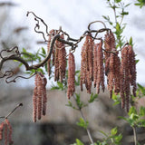 Alun Rosu Red Majestic (Corylus avellana), arbust decorativ si fructifer, frunze rosu-purpurii, alune comestibile cu gust dulce, an 2 pe rod