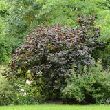 Alun Rosu Red Majestic (Corylus avellana), arbust decorativ si fructifer, frunze rosu-purpurii, alune comestibile cu gust dulce, an 2 pe rod