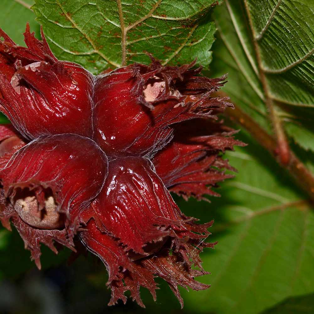 Alun Rosu Red Majestic (Corylus avellana), arbust decorativ si fructifer, frunze rosu-purpurii, alune comestibile cu gust dulce, an 2 pe rod