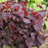 Alun Rosu Red Majestic (Corylus avellana), arbust decorativ si fructifer, frunze rosu-purpurii, alune comestibile cu gust dulce, an 2 pe rod