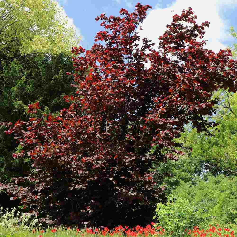 Alun Rosu Red Majestic (Corylus avellana), arbust decorativ si fructifer, frunze rosu-purpurii, alune comestibile cu gust dulce, an 2 pe rod