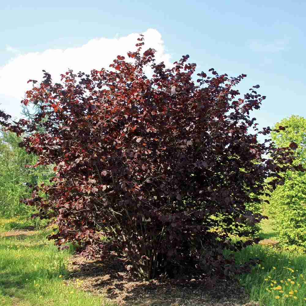 Alun Rosu Red Majestic (Corylus avellana), arbust decorativ si fructifer, frunze rosu-purpurii, alune comestibile cu gust dulce, an 2 pe rod