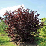 Alun Rosu Red Majestic (Corylus avellana), arbust decorativ si fructifer, frunze rosu-purpurii, alune comestibile cu gust dulce, an 2 pe rod