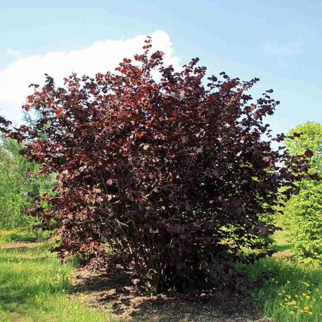 Alun Rosu Red Majestic (Corylus avellana), arbust decorativ si fructifer, frunze rosu-purpurii, alune comestibile cu gust dulce, an 2 pe rod