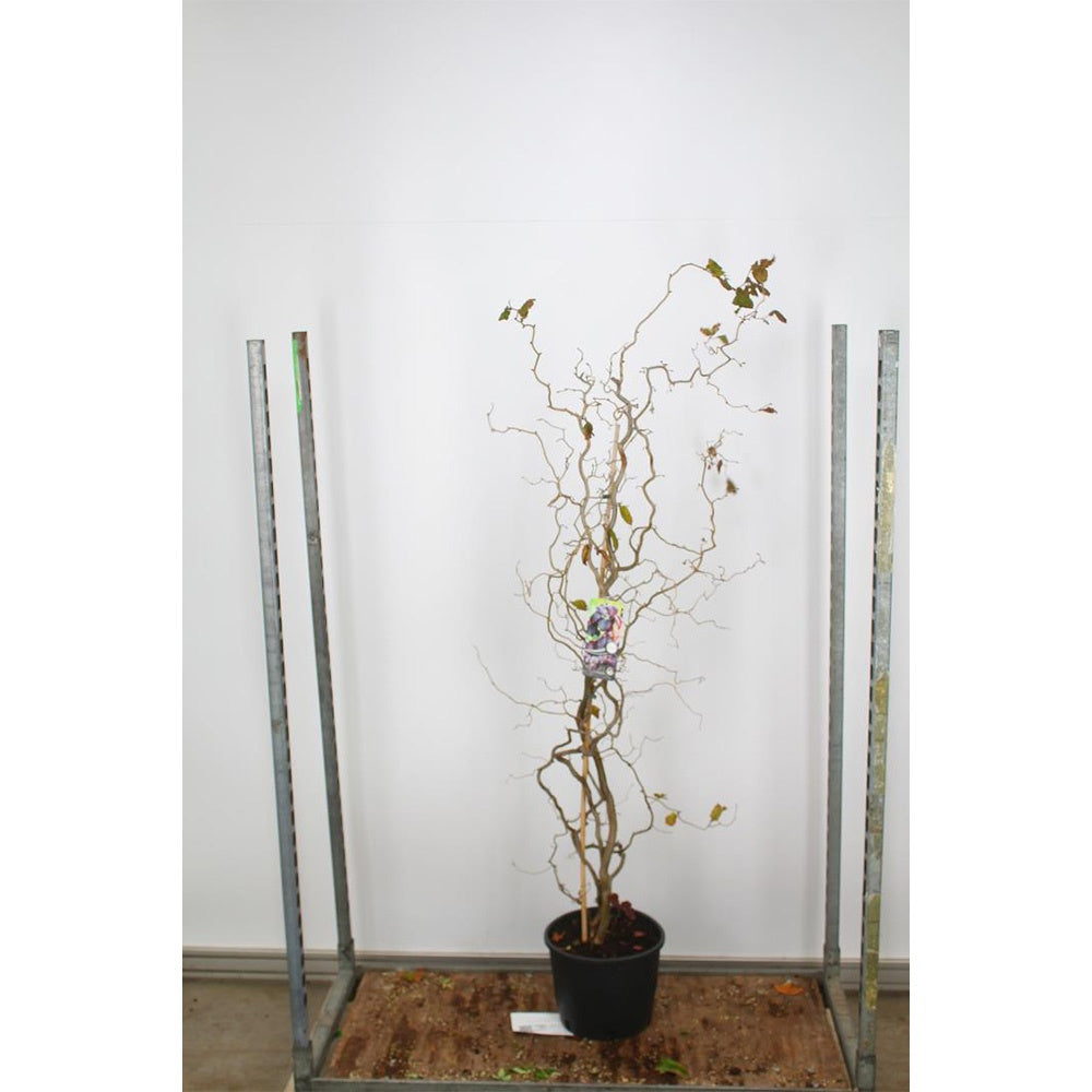 Alun Rosu Red Majestic (Corylus avellana), arbust decorativ si fructifer, frunze rosu-purpurii, alune comestibile cu gust dulce, an 2 pe rod