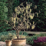 Alun contorsionat Contorta (Corylus avellana), arbust decorativ cu ramuri rasucite, alune comestibile, rezistent la ger, pentru gradina