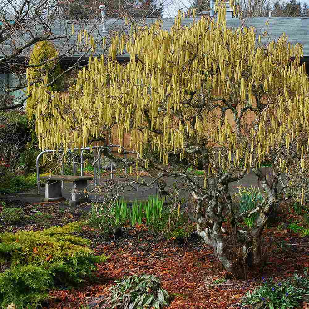Alun contorsionat Contorta (Corylus avellana), arbust decorativ cu ramuri rasucite, alune comestibile, rezistent la ger, pentru gradina