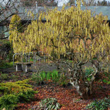 Alun contorsionat Contorta (Corylus avellana), arbust decorativ cu ramuri rasucite, alune comestibile, rezistent la ger, pentru gradina