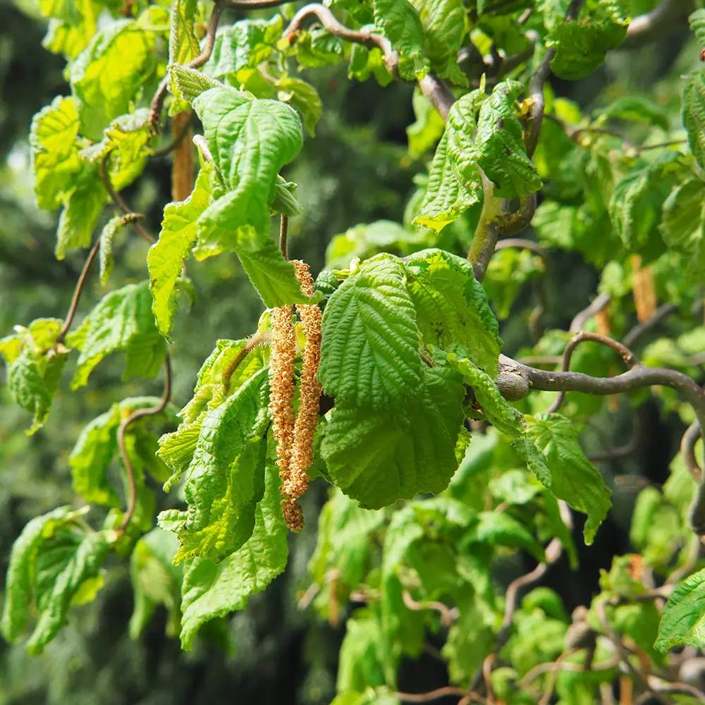Alun contorsionat Contorta (Corylus avellana), arbust decorativ cu ramuri rasucite, alune comestibile, rezistent la ger, pentru gradina
