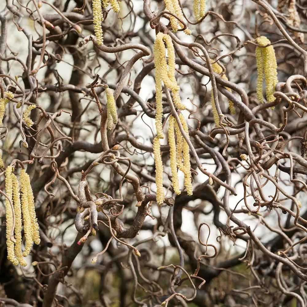 Alun contorsionat Contorta (Corylus avellana), arbust decorativ cu ramuri rasucite, alune comestibile, rezistent la ger, pentru gradina