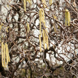 Alun contorsionat Contorta (Corylus avellana), arbust decorativ cu ramuri rasucite, alune comestibile, rezistent la ger, pentru gradina