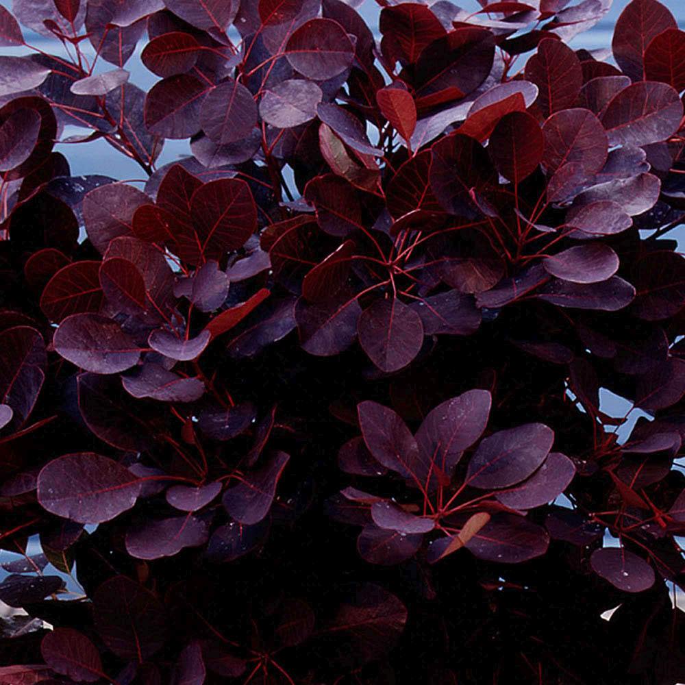 Scumpie Rosie (Cotinus) Royal Purple - Tip Copac