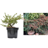 Cotoneaster horizontalis Tarator Major, cu bobite rosii, tarator