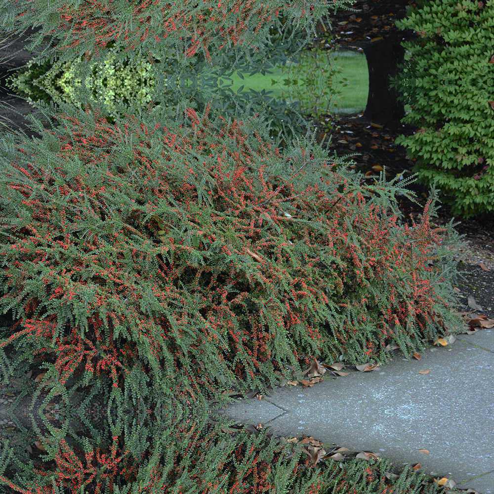 Cotoneaster horizontalis Tarator Major, cu bobite rosii, tarator