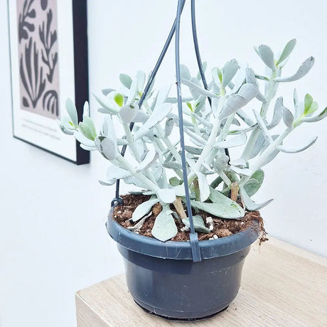 Cactus Cotyledon Cora,, planta suculenta verde-grii, exotica, cactus decorativ de interior, usor de ingrijit - 20 cm