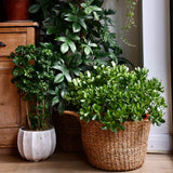 Arborele de Jad Norocos (Crassula Ovata), planta suculenta decorativa, usor de ingrijit, 65 cm
