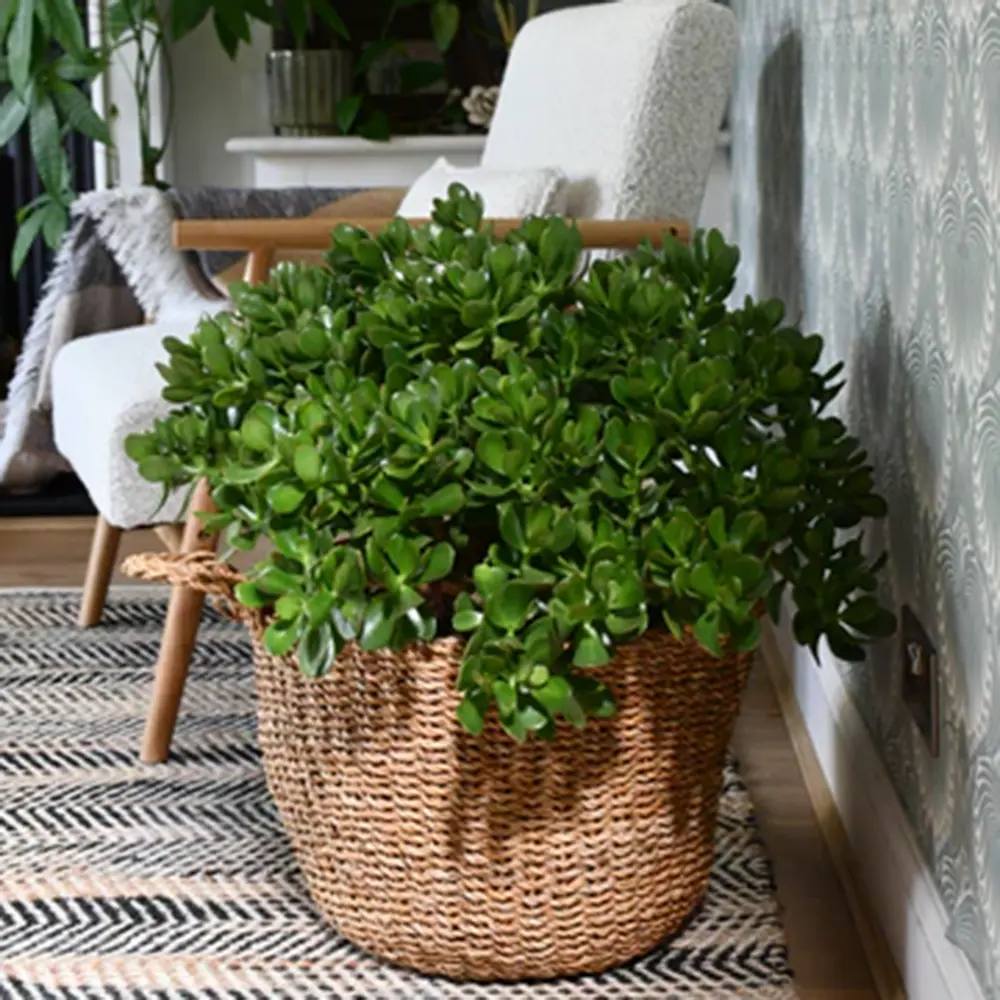 Arborele de Jad Norocos (Crassula Ovata), planta suculenta decorativa, usor de ingrijit, 65 cm