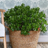 Arborele de Jad Norocos (Crassula Ovata), planta suculenta decorativa, usor de ingrijit, 65 cm
