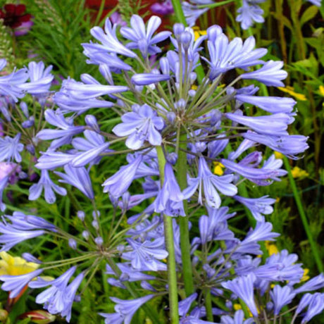Crin African Agapanthus Blue Umbrella, flori albastre-deschis elegante in globuri, planta exotica rezistenta