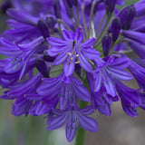 Crin African Agapanthus Northern Star, flori albastre in globuri, planta exotica rezistenta