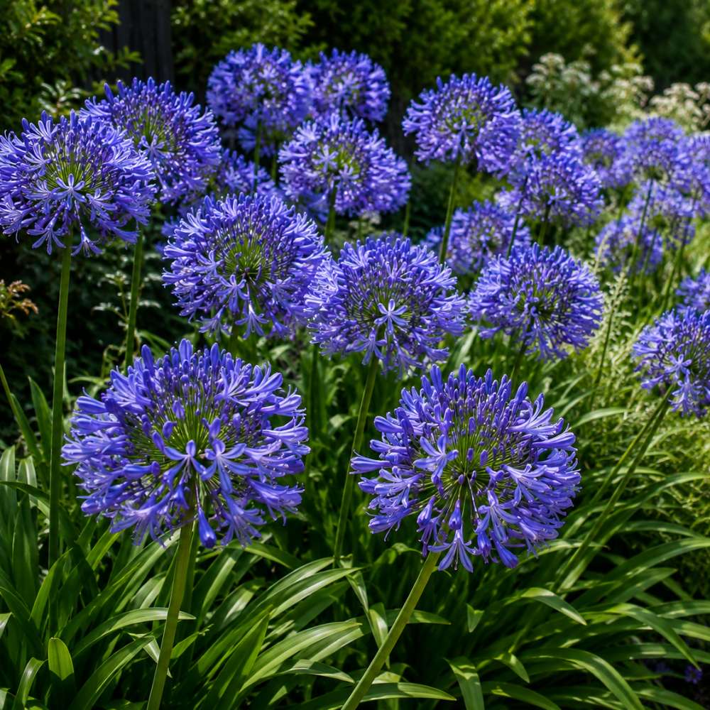 Crin African Agapanthus Northern Star, flori albastre in globuri, planta exotica rezistenta