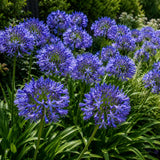 Crin African Agapanthus Northern Star, flori albastre in globuri, planta exotica rezistenta