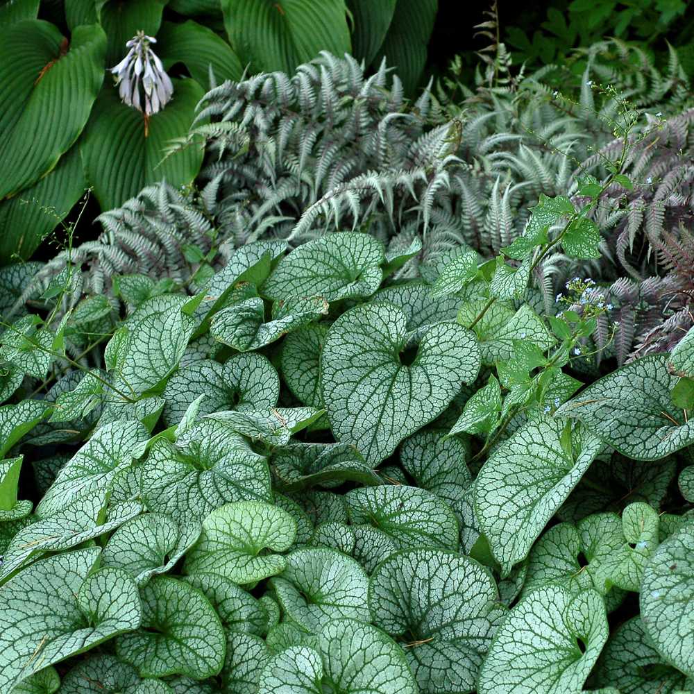 Crin de toamna Brunnera Alexanders Great, planta perena, ideala pentru gradini umbrite