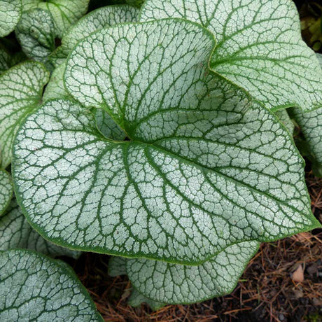 Crin de toamna Brunnera Alexanders Great, planta perena, ideala pentru gradini umbrite