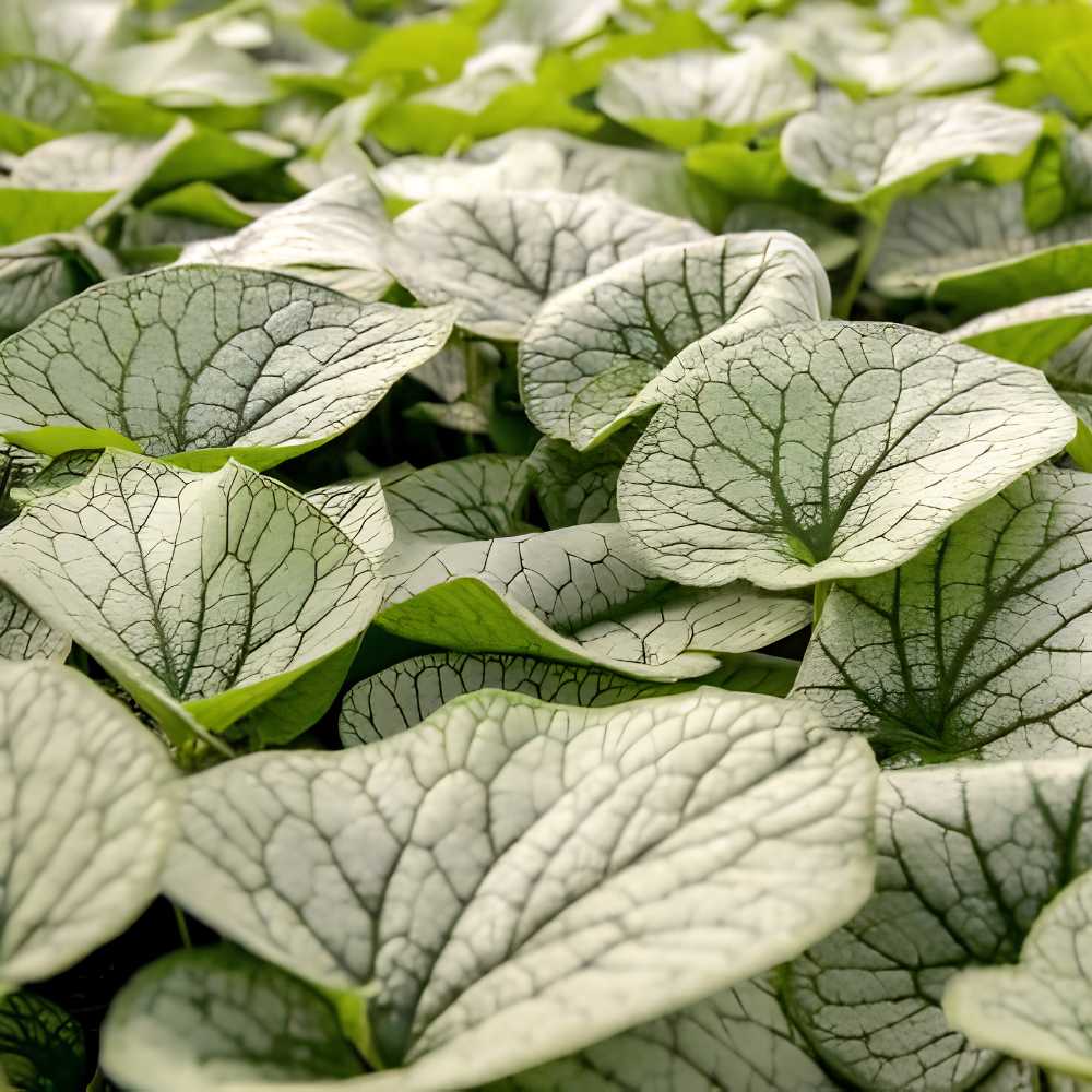 Crin de toamna Brunnera Alexanders Great, planta perena, ideala pentru gradini umbrite