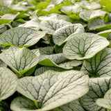 Crin de toamna Brunnera Alexanders Great, planta perena, ideala pentru gradini umbrite