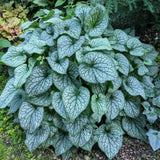 Crin de toamna Brunnera Alexanders Great, planta perena, ideala pentru gradini umbrite