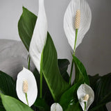 Crinul Pacii Spathiphyllum Sensation, planta de interior cu flori albe elegante si frunze verzi lucioase, purificator natural de aer - 160 cm