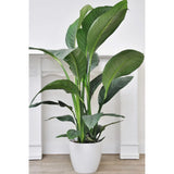 Crinul Pacii Spathiphyllum Sensation, planta de interior cu flori albe elegante si frunze verzi lucioase, purificator natural de aer - 160 cm