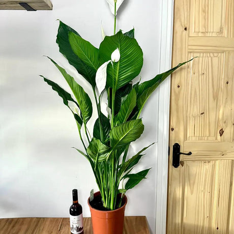 Crinul Pacii Spathiphyllum Sensation - 160 cm