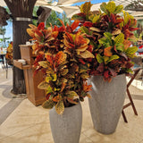 Croton Codiaeum Variegatum Petra, 140 cm, planta de apartament exotica cu frunze verzi rosii portocalii