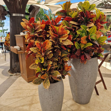 Croton Codiaeum Variegatum Petra, 140 cm, planta de apartament exotica cu frunze verzi rosii portocalii
