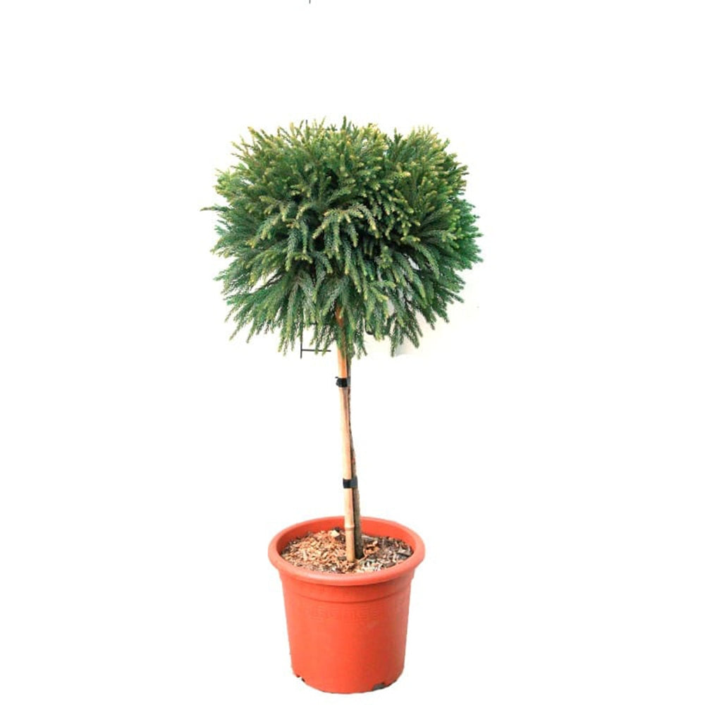 Cryptomeria japonica Globosa Nana pe tulpina, conifer japonez pitic sferic, decorativ tot anul, pentru ghivece si gradini mici