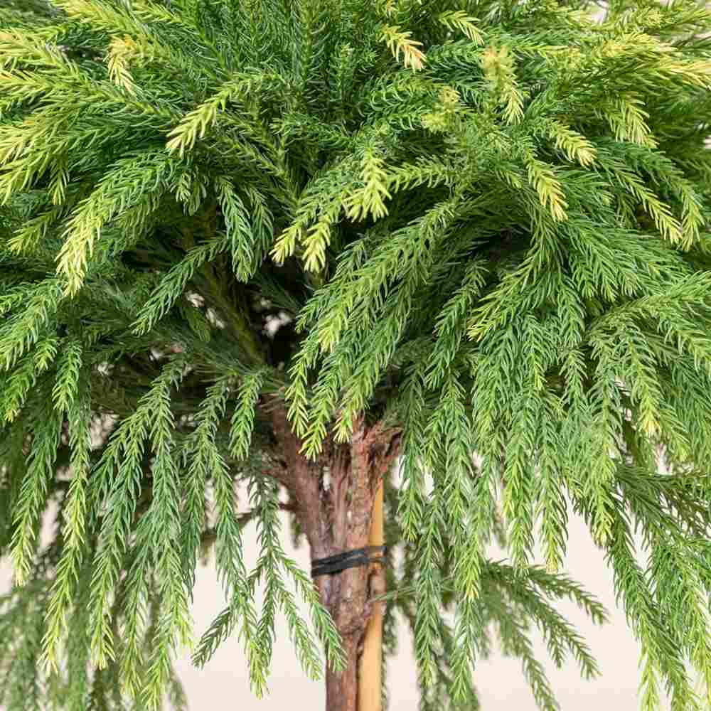 Cryptomeria japonica Globosa Nana pe tulpina, conifer japonez pitic sferic, decorativ tot anul, pentru ghivece si gradini mici