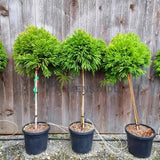 Cryptomeria japonica Globosa Nana pe tulpina, conifer japonez pitic sferic, decorativ tot anul, pentru ghivece si gradini mici
