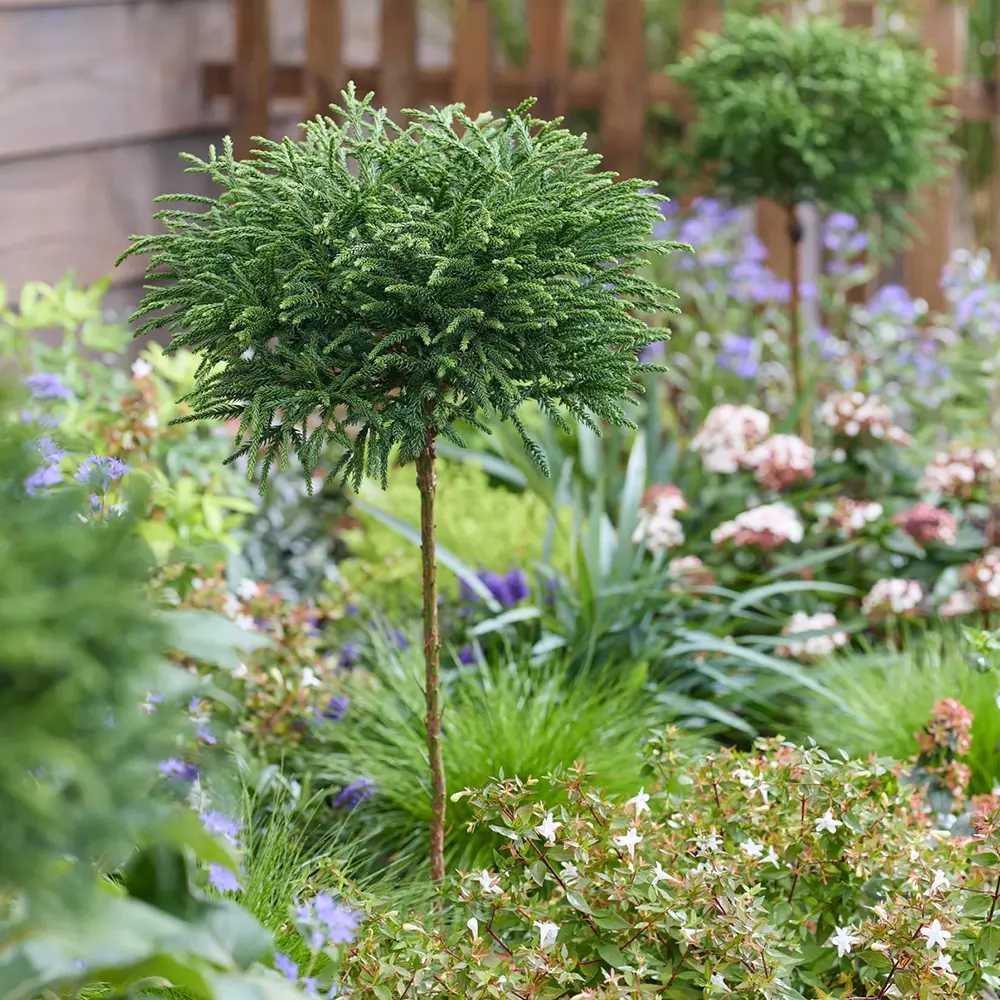 Cryptomeria japonica Globosa Nana pe tulpina, conifer japonez pitic sferic, decorativ tot anul, pentru ghivece si gradini mici
