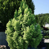 Cedru Japonez (Cryptomeria) Auriu Elegans Sekkan-sugi,  conifer spectaculos cu frunzis auriu si forma piramidala eleganta