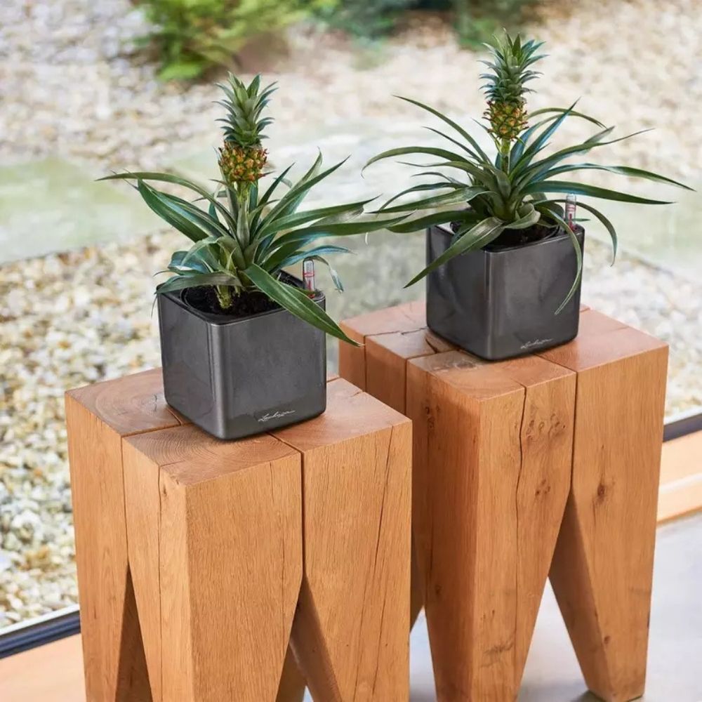 Ghiveci Auto-Irigant Lechuza Cube Glossy 14, negru lucios, pentru plante cu ghiveci, sistem de autoirigare, insert detasabil, strat de drenaj