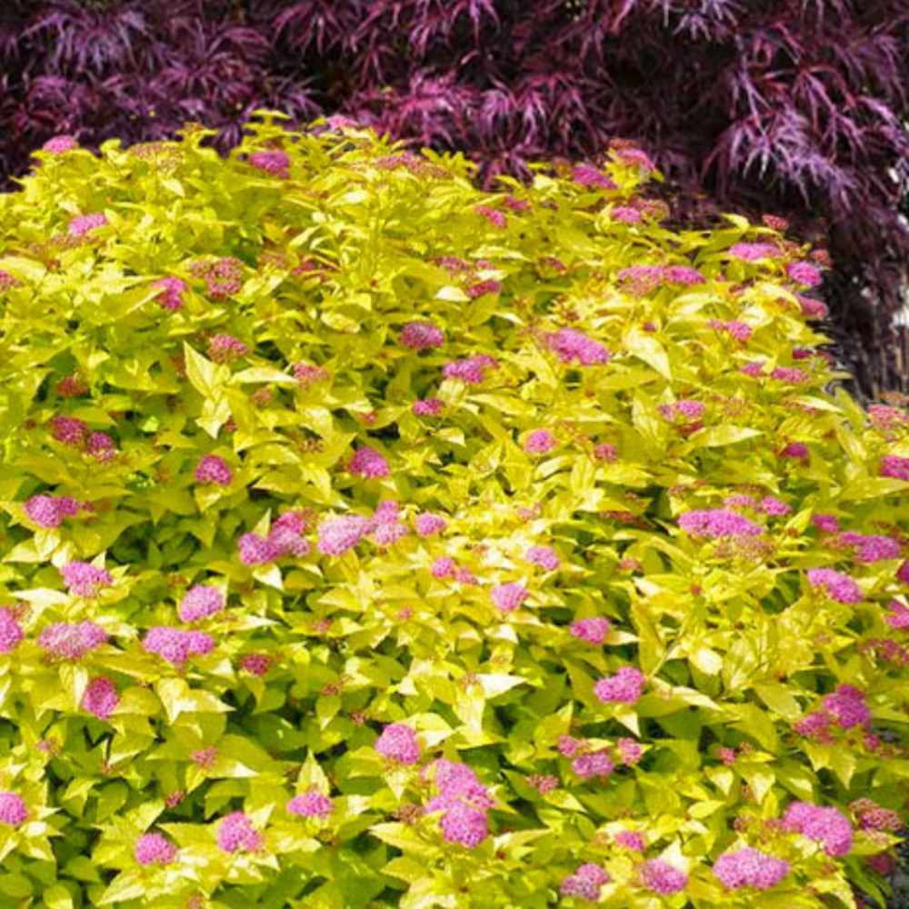 Cununita Galbena (Spiraea) Goldmound, arbust compact cu frunzis auriu si flori roz