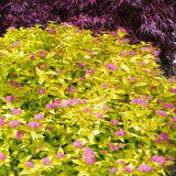 Cununita Galbena (Spiraea) Goldmound, arbust compact cu frunzis auriu si flori roz