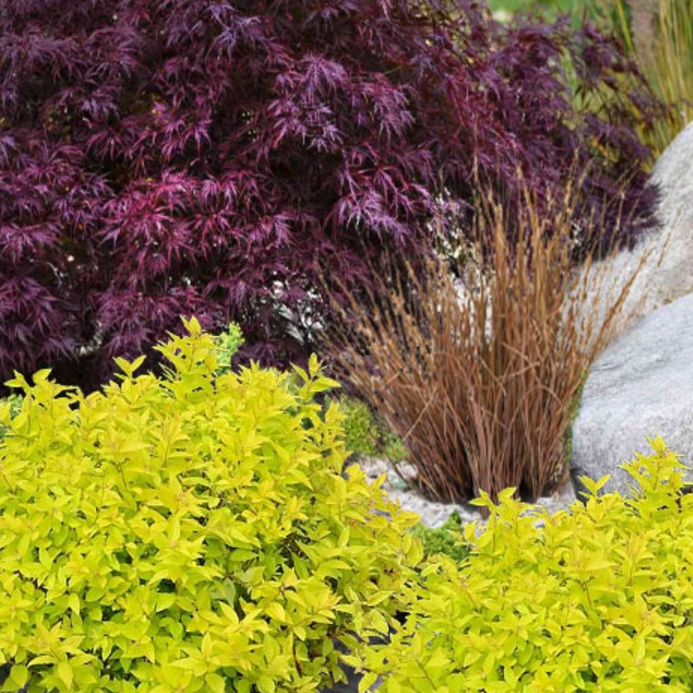 Cununita Galbena (Spiraea) Goldmound, arbust compact cu frunzis auriu si flori roz