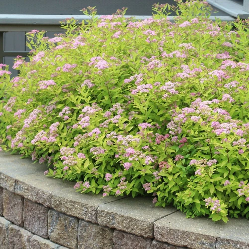 Cununita Galbena (Spiraea) Goldmound, arbust compact cu frunzis auriu si flori roz